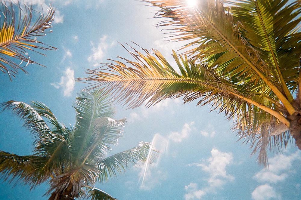 Palm Trees and Clouds