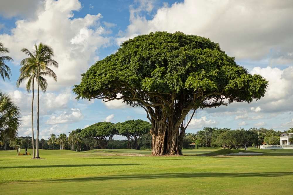 Wedding Held Beneath The Biltmore Miami Coral Gables Iconic Banyan Tree